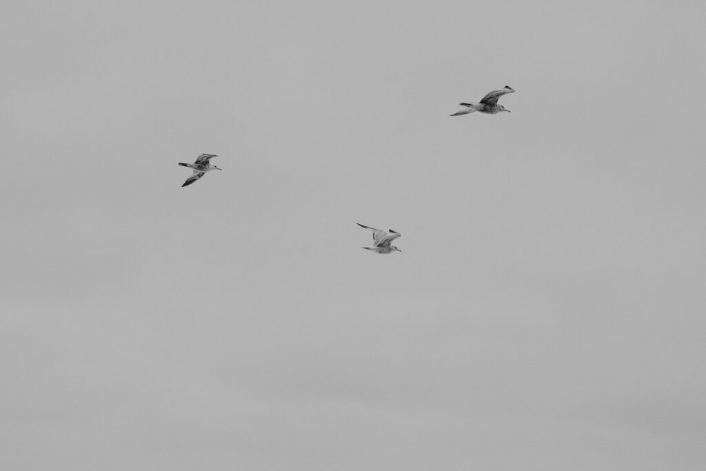 Birds flying overhead in Big Sur, California