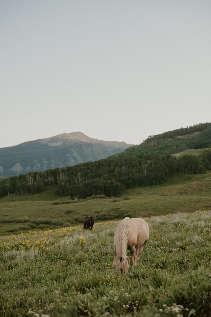Horses grazing in the wildflowers at Crested Butte, Colorado