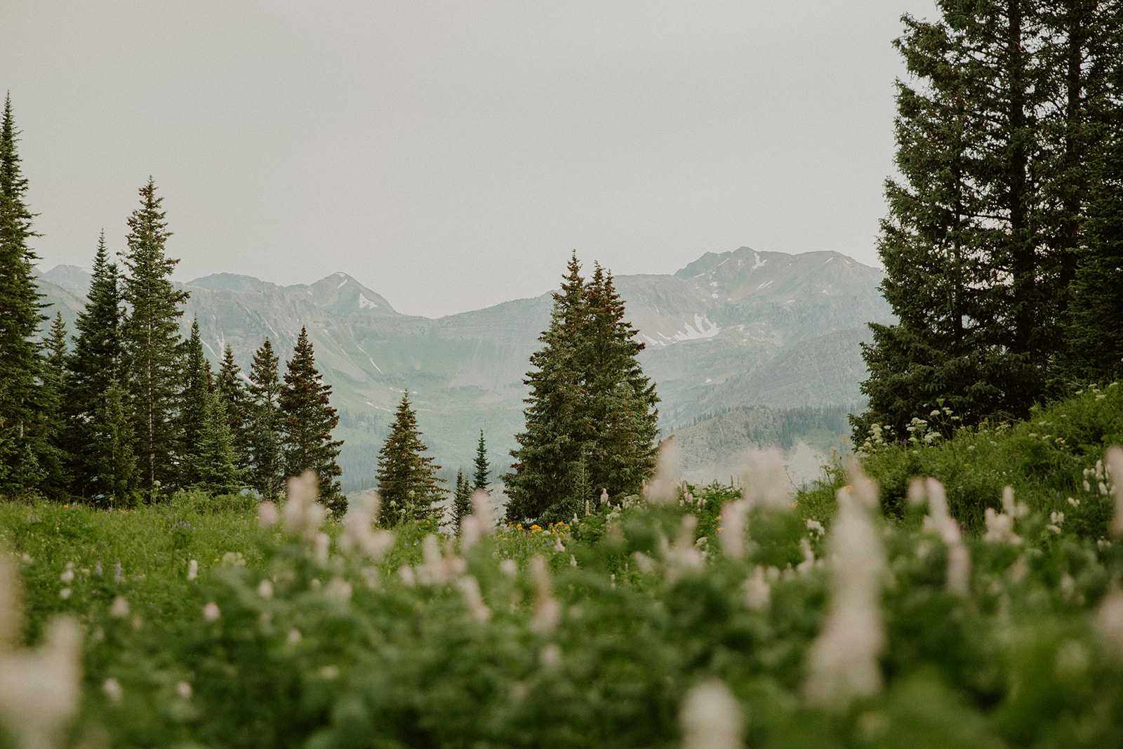 Wildflowers in Crested Butte