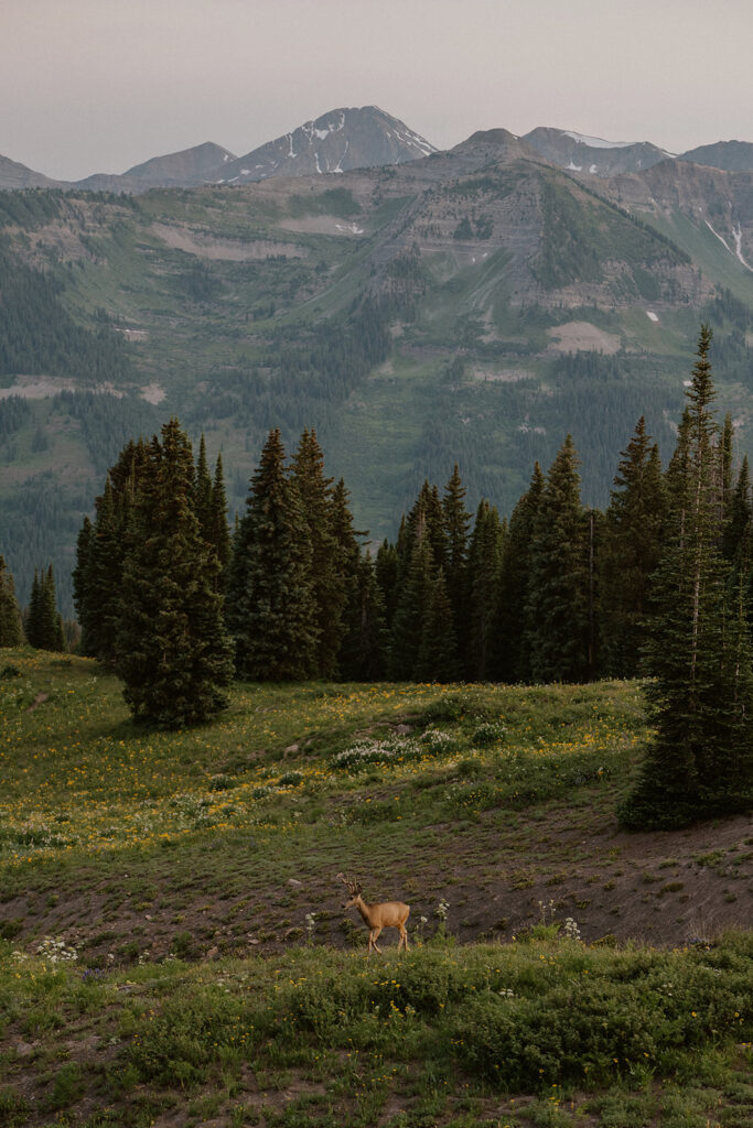 Wild deer in the mountains of Crested Butte