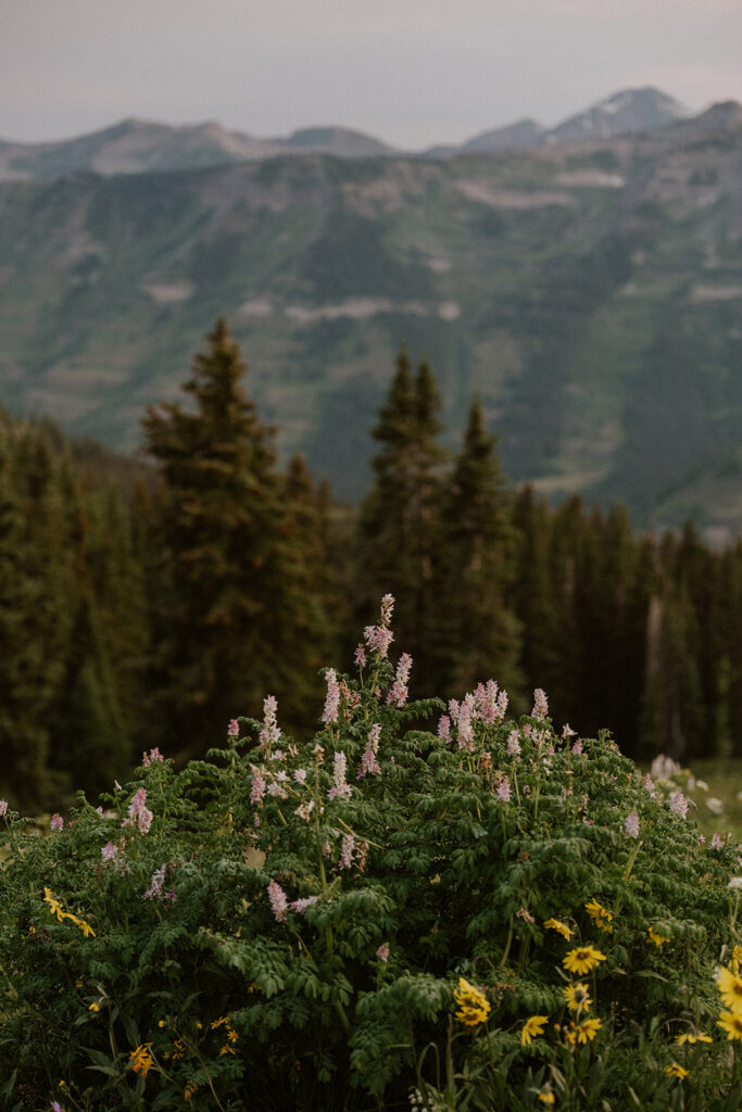 Wild flowers in the mountains of Crested Butte
