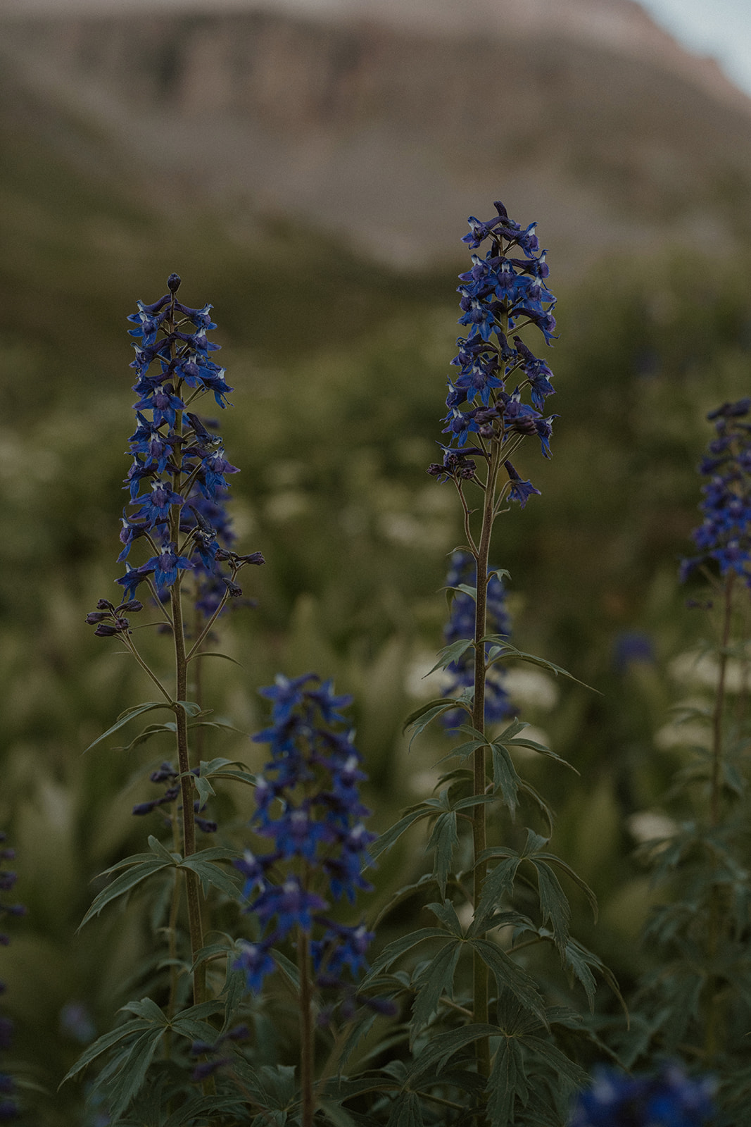 Flowers in the San Juan mountains