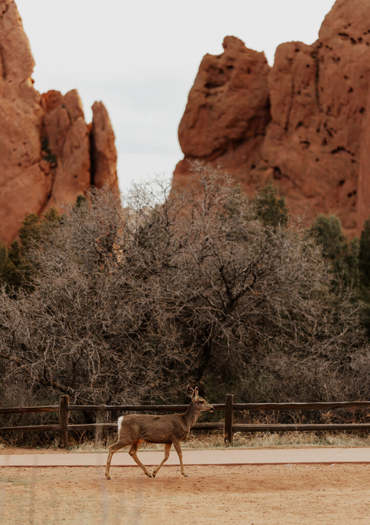 A deer walking in Garden of The Gods Colorado