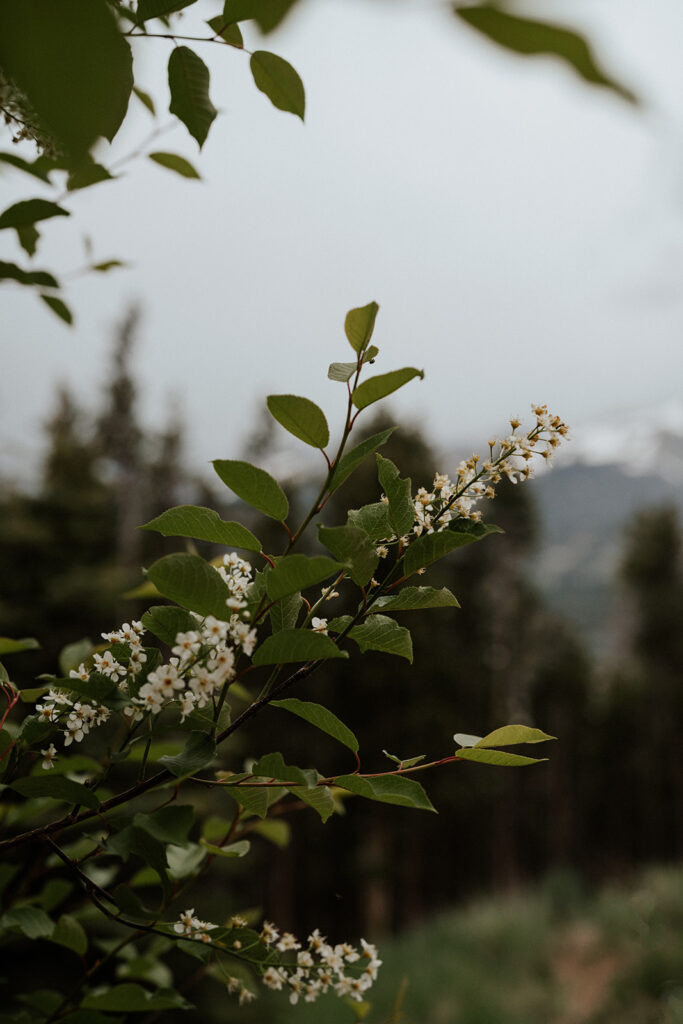 Blooming florals in Breckenridge, Colorado