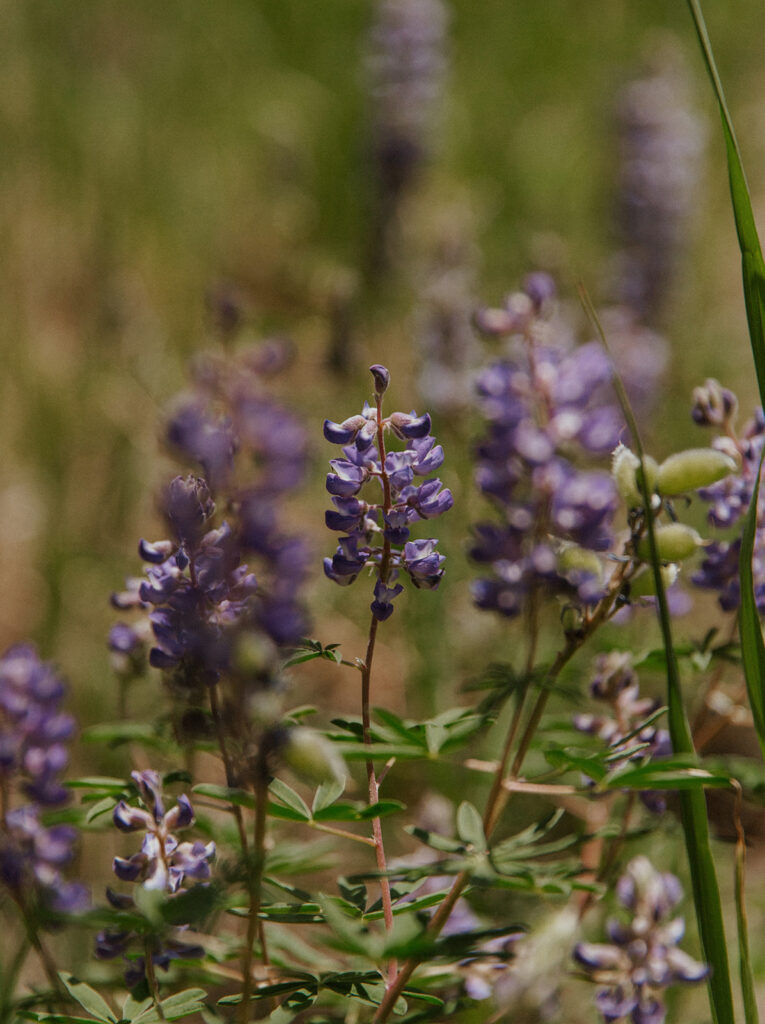 Flowers in Colorado