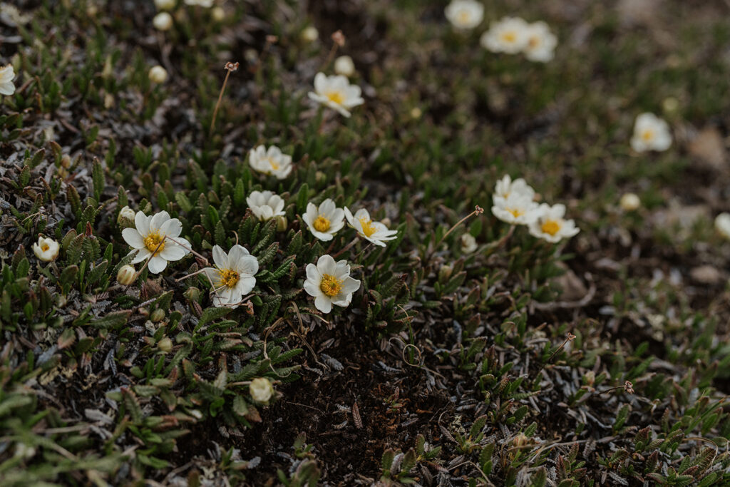 Flowers at Hoosier Pass in Colorado