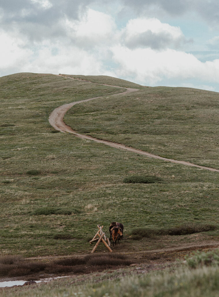 Horses off in the distance at Hoosier Pass in Colorado