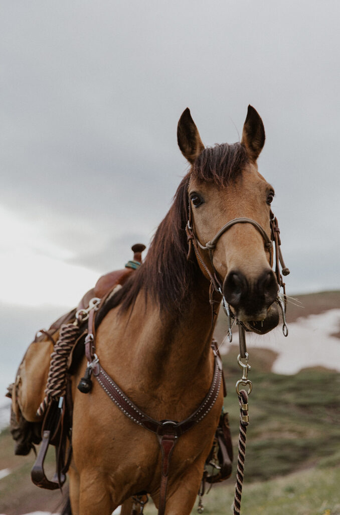 Light brown horse in the Colorado mountains