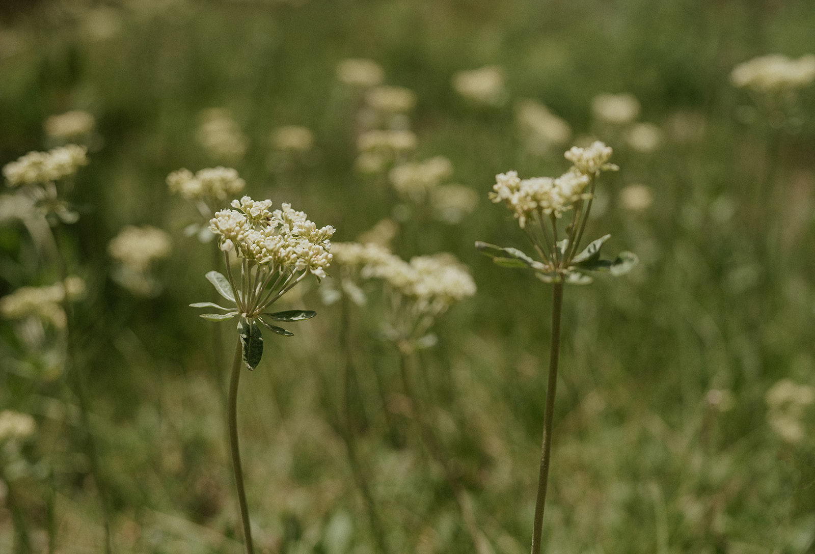 Flowers in Colorado